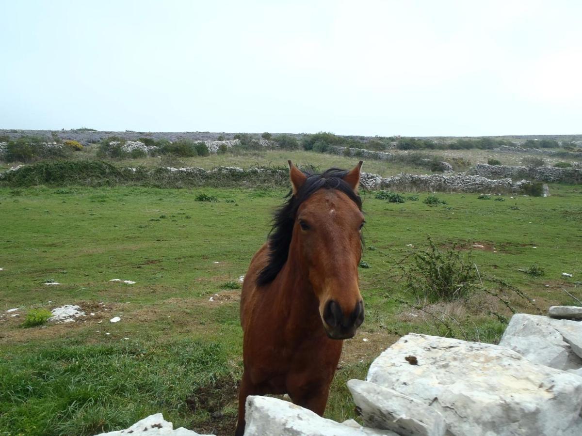 A Casa Da Serra - Alojamento Local Casal Velho Kültér fotó